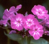 Phlox - cura delle piante da giardino