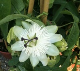 Passiflora