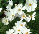 Cosmos - cura delle piante da giardino