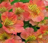 Alstroemeria - cura delle piante da giardino