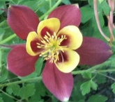 Aquilegia - cura delle piante da giardino