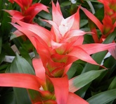 Guzmania - cura delle piante da giardino