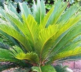 Cycas - cura delle piante da giardino