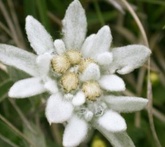 Stella alpina - cura delle piante da giardino