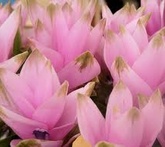 Curcuma - cura delle piante aromatiche