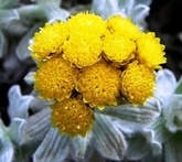 Helichrysum