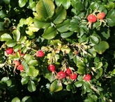 Rosa rugosa