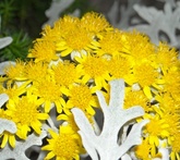 Cineraria maritima - cura delle piante da giardino