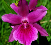 Miltonia - cura delle piante da giardino