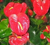 Anthurium - cura delle piante da giardino