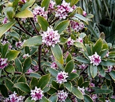 Daphne - cura delle piante da giardino