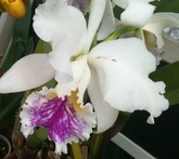 Cattleya