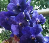 Vanda