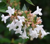 Abelia - cura delle piante da giardino