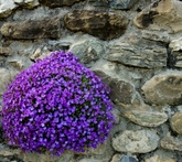 Aubretia - cura delle piante da giardino