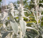 Stachys - cura delle piante da giardino