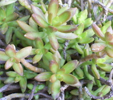 Sedum - cura delle piante da giardino