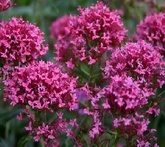 Centranthus - cura delle piante da giardino