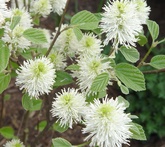 Fothergilla - cura delle piante da giardino