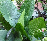 Alocasia