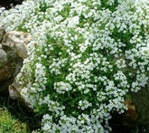 Lobularia - cura delle piante da giardino