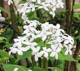 Lunaria - cura delle piante da giardino