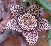 Stapelia - cura delle piante da giardino