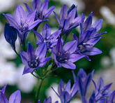 Triteleia