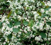 Aronia - cura delle piante da giardino