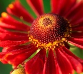 Helenium