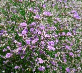 Limonium - cura delle piante da giardino