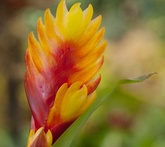 Bromelia - cura delle piante da giardino