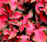 Caladium