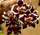 Odontoglossum