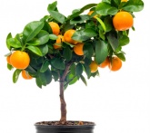 Calamondino