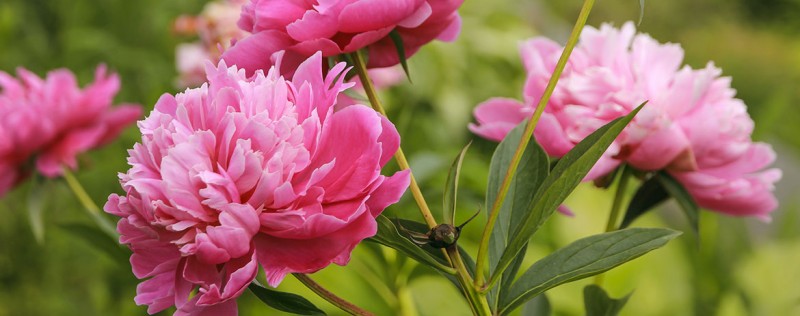 peonie